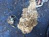 Whats in your air box?-photo-apr-10-2-15-27-pm.jpg