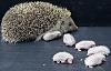 Tuesday, January 8th 2013-hedgehogs.jpg