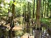 MCF member photography-congaree.jpg