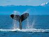 MCF Members Blog: Sunday October 25, 2009-humpback-whale.jpg