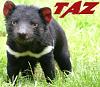 How did you come up with your forum name?-tazsig-2a.jpg