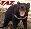 How did you come up with your forum name?-tazsig-3a.jpg
