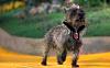 Thursday, October 29, 2015-toto.jpg