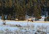 A Little Elk Hunting in Colorado with my Digital SLR-aimg_0703x.jpg
