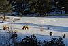 A Little Elk Hunting in Colorado with my Digital SLR-aimg_0686x.jpg
