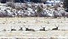 A Little Elk Hunting in Colorado with my Digital SLR-aimg_0644x.jpg