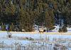 A Little Elk Hunting in Colorado with my Digital SLR-img_0701x.jpg