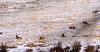 A Little Elk Hunting in Colorado with my Digital SLR-img_0631zz.jpg