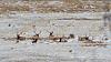 A Little Elk Hunting in Colorado with my Digital SLR-img_0615x.jpg