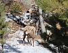 Hunting Big Horn Sheep w/Digital Camera at Rocky Mountain National Park-img_0650x.jpg