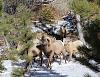 Hunting Big Horn Sheep w/Digital Camera at Rocky Mountain National Park-img_0652x.jpg