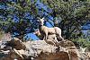 Hunting Big Horn Sheep w/Digital Camera at Rocky Mountain National Park-img_0669.jpg