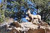 Hunting Big Horn Sheep w/Digital Camera at Rocky Mountain National Park-img_0678x.jpg
