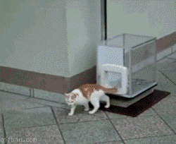 Name:  CatElevator.gif
Views: 8
Size:  1.70 MB