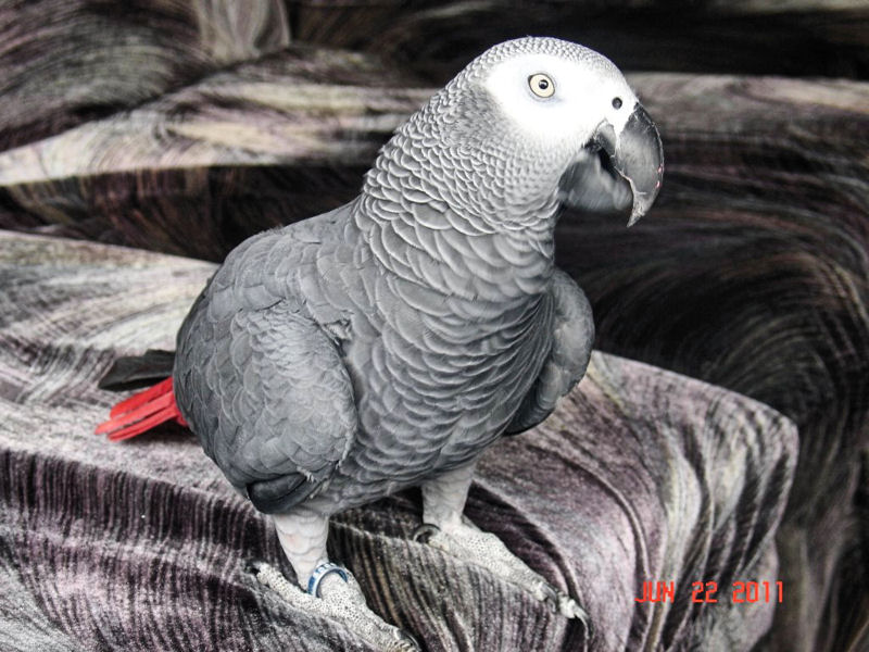 Name:  Poko_062011_zpsdde42dce.jpg
Views: 30
Size:  118.8 KB