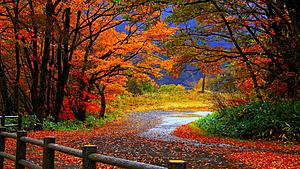 October Photo Contest &quot;FALL COLORS&quot;  ( in Memory of those we have lost this year)-autumn-forest.jpg