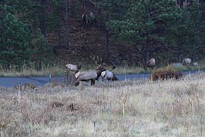 I did some Elk Hunting in Estes Park recently see my photo's and video-img_4255.jpg