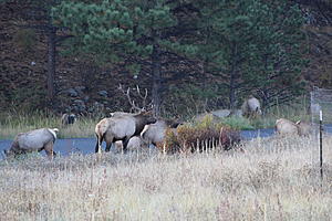 I did some Elk Hunting in Estes Park recently see my photo's and video-img_4264.jpg