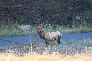 I did some Elk Hunting in Estes Park recently see my photo's and video-img_4280.jpg