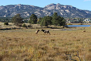 I did some Elk Hunting in Estes Park recently see my photo's and video-img_4219.jpg