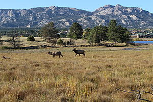 I did some Elk Hunting in Estes Park recently see my photo's and video-img_4221.jpg