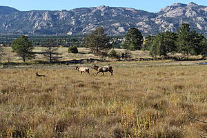 I did some Elk Hunting in Estes Park recently see my photo's and video-img_4225.jpg