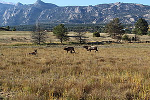 I did some Elk Hunting in Estes Park recently see my photo's and video-img_4228.jpg