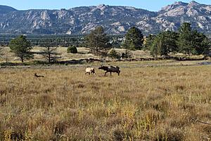 I did some Elk Hunting in Estes Park recently see my photo's and video-img_4223a.jpg