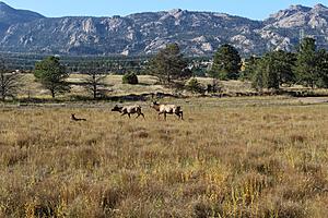 I did some Elk Hunting in Estes Park recently see my photo's and video-img_4227a.jpg