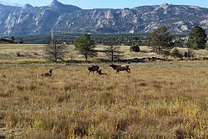 I did some Elk Hunting in Estes Park recently see my photo's and video-img_4229a.jpg