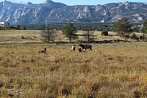 I did some Elk Hunting in Estes Park recently see my photo's and video-img_4231a.jpg