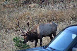I did some Elk Hunting in Estes Park recently see my photo's and video-img_4294.jpg