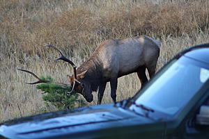 I did some Elk Hunting in Estes Park recently see my photo's and video-img_4296.jpg
