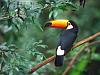 Looky at what I discovered this morning-toco-toucan.jpg