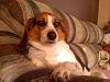 > Post a Picture of your Pet(s) <-lilydog.jpg