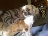 > Post a Picture of your Pet(s) <-olivia-dog.jpg
