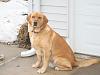 > Post a Picture of your Pet(s) <-dsc00907.jpg