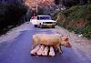 Wednesday, January 18, 2012-pig-feeding.jpg