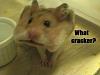 Monday, June 4, 2012-hamster-cracker.jpg