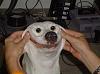 Monday, August 20th 2012-smiley-dog.jpg