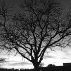 Kathy Green's Avatar